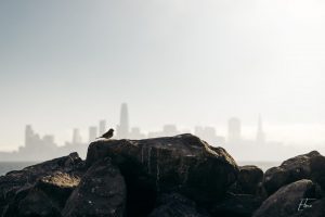 San Francisco - Elric Chapelon