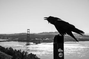 San Francisco - Elric Chapelon